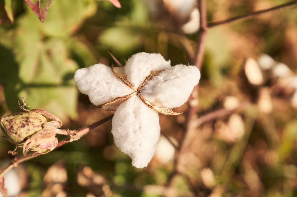 Cotton grown on Oshadi Studios regenerative farm.