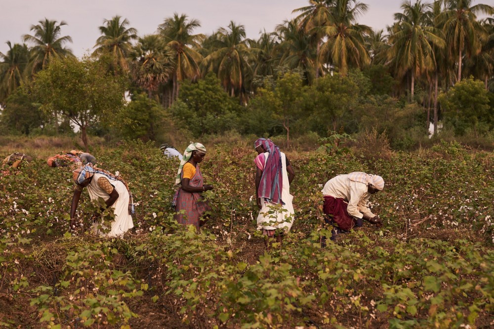 Oshadi Studio employees harvest cotton on the farm in Tamil Nadu India.