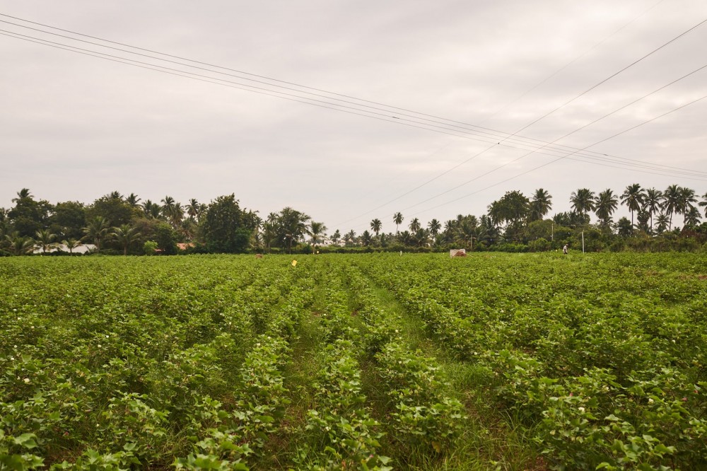 Oshadi Studios regenerative cotton fields in Tamil Nadu India.